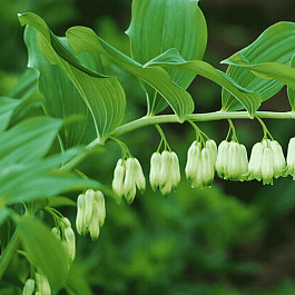 Купена многоцветковая