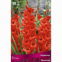 Гладиолус крупноцветковый Масканьи