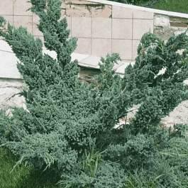 Можжевельник чешуйчатый Meyeri Compacta