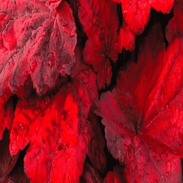 Гейхера Autumn Leaves