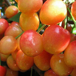 Черешня Заря Жукова Черешня Заря Жукова