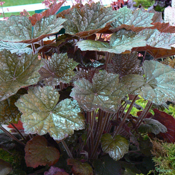 Гейхера гибридная Блэк Аут