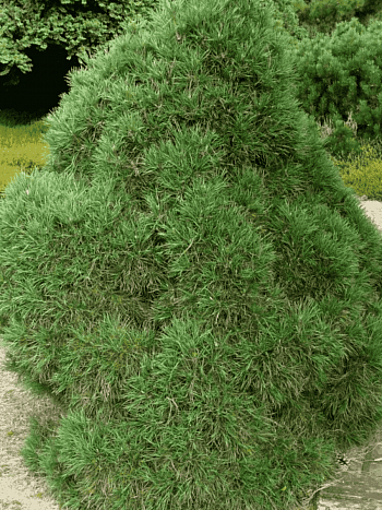 Сосна обыкновенная Globosa viridis