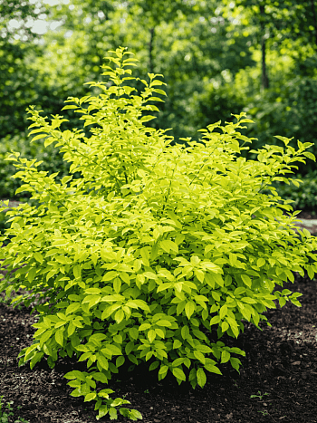 Ива козья Ogon