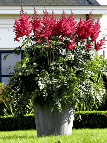 Астильба гибридная Mighty Red Queen