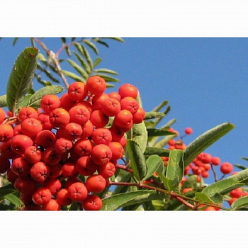 Рябина Вефед