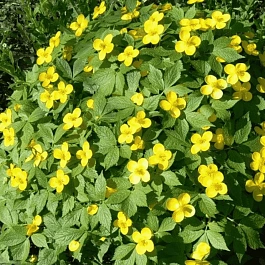 Хиломекон японский