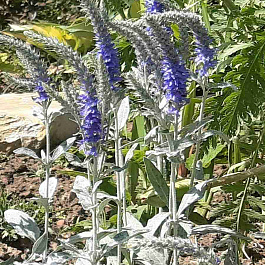 Вероника седая Silberteppich