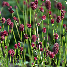 Кровохлебка лекарственная Танна Кровохлебка лекарственная Танна