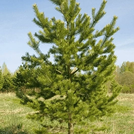 Сосна Обыкновенная