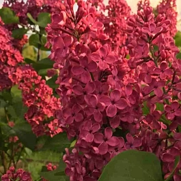 Сирень обыкновенная Красная Москва