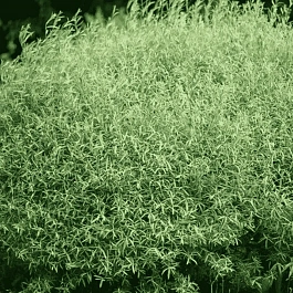 Ива пурпурная Nana