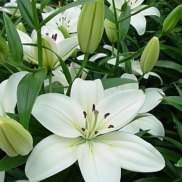 Лилия азиатская Йети