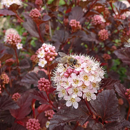Пузыреплодник калинолистный штамб