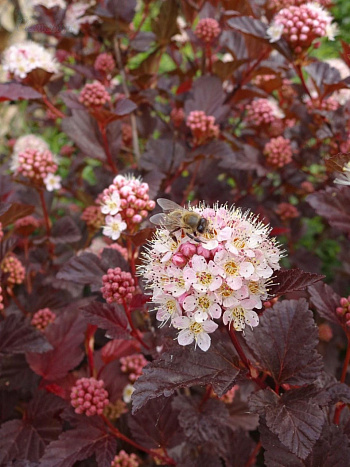 Пузыреплодник калинолистный штамб