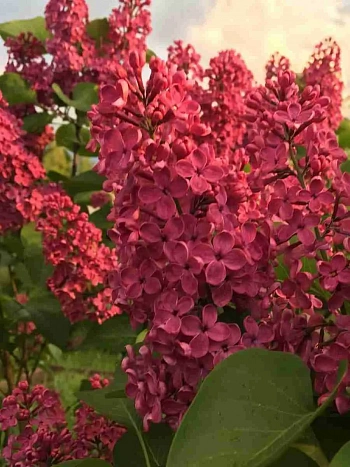 Сирень обыкновенная Красная Москва