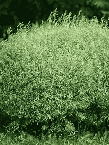 Ива пурпурная Nana