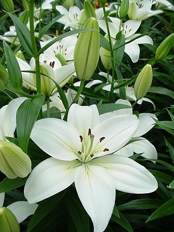 Лилия азиатская Йети