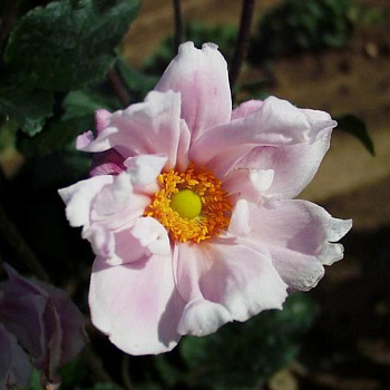 Анемона гибридная Макс Вогел