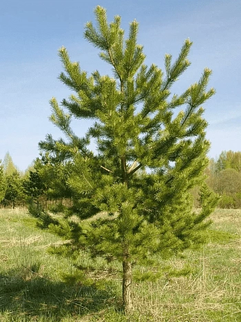 Сосна Обыкновенная