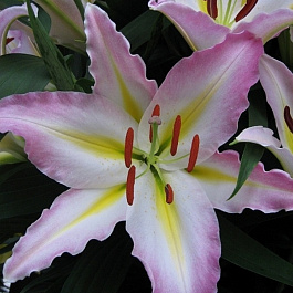 Лилия восточная Фронтпейдж