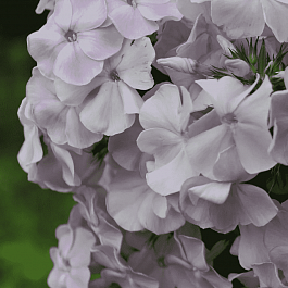 Флокс метельчатый Росинка