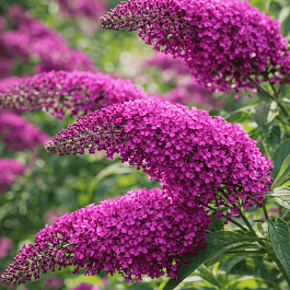 Буддлея давида  Summer Beauty