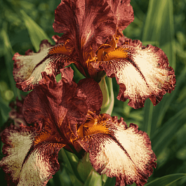 Ирис германский Burgundy Brown