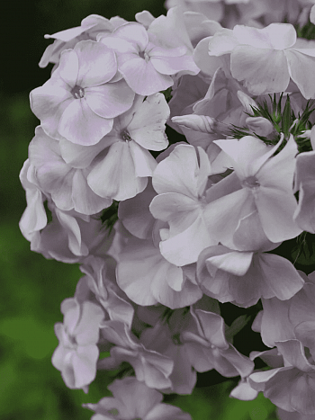 Флокс метельчатый Росинка