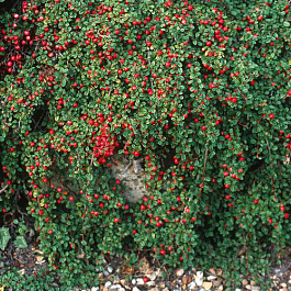 Кизильник лежачий Стреб'с Файндлинг