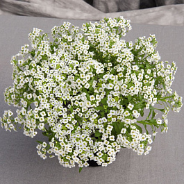 Алиссум Гига Вайт