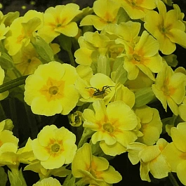 Примула весенняя Pure Yellow