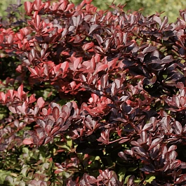 Барбарис Тунберга Carmen