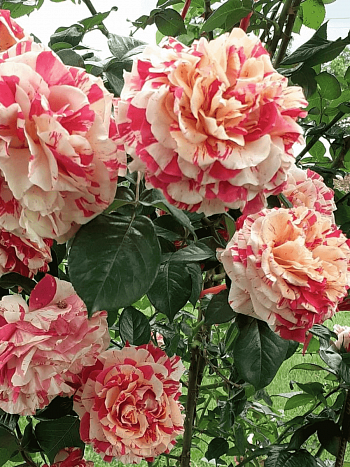 Роза Плетистая Vanille Fraise