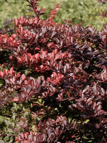 Барбарис Тунберга Carmen