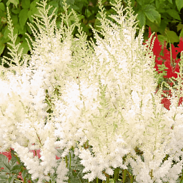 Астильба китайская Frosty Cupcake