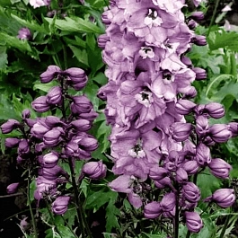 Дельфиниум  культурный M. F. Deep Rose whith White Bee