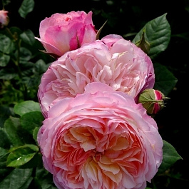 Роза английская чайно-гибридная Констанс