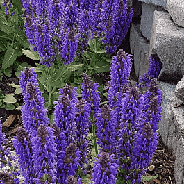 Шалфей дубравный Blue Marvel