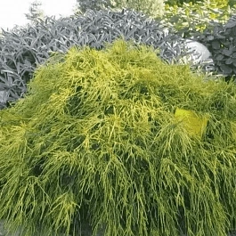 Кипарисовик горохоплодный Sungold