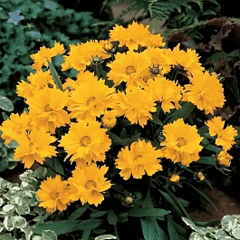 Кореопсис крупноцветковый Presto Yellow Double