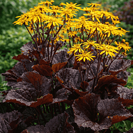 Бузульник зубчатый Midnight Lady