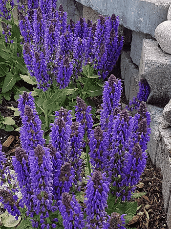 Шалфей дубравный Blue Marvel