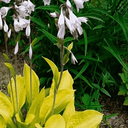 Хоста Glad Tidings