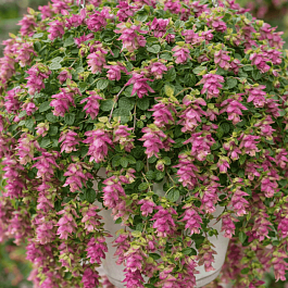 Душица круглолистная Kirigami