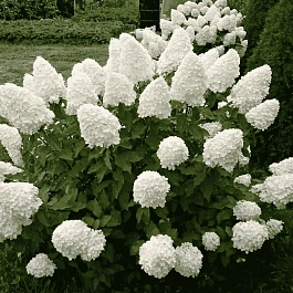 Гортензия метельчатая  Polar Bear ТОЛЬКО САМОВЫВОЗ