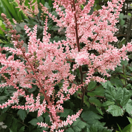 Астильба китайская Spotlight