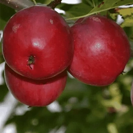 Яблоня Китайка Керр