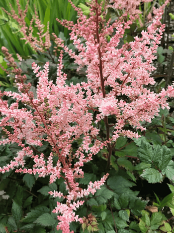 Астильба китайская Spotlight