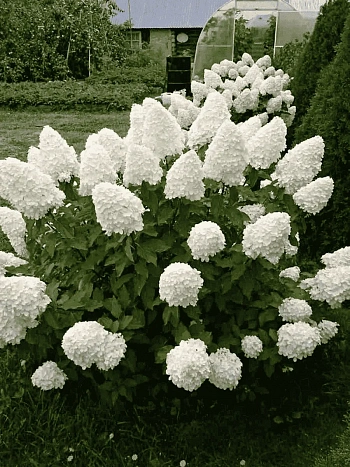 Гортензия метельчатая  Polar Bear ТОЛЬКО САМОВЫВОЗ